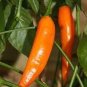 100 PCS Seeds Aji Amarillo Chile