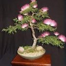 10 PCS Seeds Albizia Julibrissin Mimosa Bonsai Persian Pink 10 PCS Seeds Albizia Julibrissin Mimosa Bonsai Persian Pink