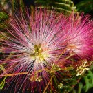 100 PCS Seeds Albizia Julibrissin Mimosa Bonsai Persian Pink Silk Blossoms Tree 100 PCS Seeds Albizia Julibrissin Mimosa Bonsai Persian Pink Silk Blossoms Tree
