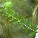 100 PCS Seeds Aldrovanda Vesiculosa 100 PCS Seeds Aldrovanda Vesiculosa