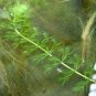100 PCS Seeds Aldrovanda Vesiculosa