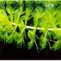 100 PCS Seeds Aldrovanda Vesiculosa