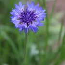 50 PCS Seeds ALL BLUE BACHELORS BUTTON CORNFLOWER