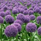 100 PCS Seeds Allium giganteum Allium Flower Plants Beautiful Flower Plantas 100 PCS Seeds Allium giganteum Allium Flower Plants Beautiful Flower Plantas