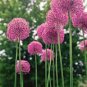100 PCS Seeds Allium giganteum Allium Flower Plants Beautiful Flower Plantas