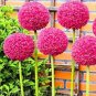 100 PCS Seeds Allium giganteum Allium Flower Plants Beautiful Flower Plantas
