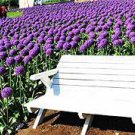 100 PCS Seeds Allium giganteum Flower Mixed