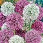 100 PCS Seeds Allium giganteum Flower Mixed