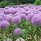 20 PCS Seeds Allium Giganteum Giant Onion with Purple Flowers