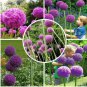 20 PCS Seeds Allium Giganteum Giant Onion with Purple Flowers