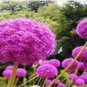 20 PCS Seeds Allium Giganteum Giant Onion with Purple Flowers