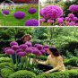 20 PCS Seeds Allium Giganteum Giant Onion with Purple Flowers