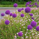 20 PCS Seeds Allium Giganteum Seeds Purple Plant DIY Home Garden