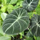 20 PCS Seeds alocasia Elephant Ear Seeds Taro 'Black Velvet' 20 PCS Seeds alocasia Elephant Ear Seeds Taro 'Black Velvet'