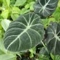 20 PCS Seeds alocasia Elephant Ear Seeds Taro 'Black Velvet'