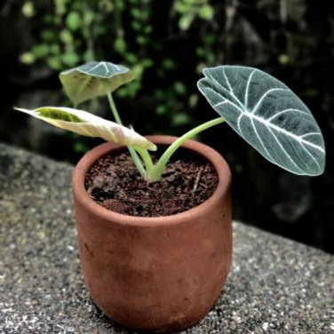 20 PCS Seeds Alocasia Elephant Ear Taro 'Black Velvet' (Alocasia reginula)