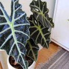 100 PCS Seeds Alocasia lowii 'Polly amazonica' Indoor Plant Ornamental Plant 100 PCS Seeds Alocasia lowii 'Polly amazonica' Indoor Plant Ornamental Plant