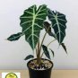 100 PCS Seeds Alocasia lowii 'Polly amazonica' Indoor Plant Ornamental Plant