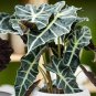 100 PCS Seeds Alocasia lowii 'Polly amazonica' Indoor Plant Ornamental Plant