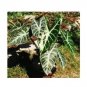 100 PCS Seeds Alocasia lowii 'Polly amazonica' Indoor Plant Ornamental Plant