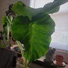 100 PCS Seeds Alocasia Macrorrhiza Bonsai Giant Taro Flores Garden 100 PCS Seeds Alocasia Macrorrhiza Bonsai Giant Taro Flores Garden