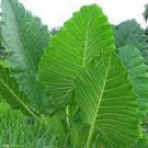 20 PCS Seeds Alocasia Macrorrhiza Green Giant Taro Bonsai 20 PCS Seeds Alocasia Macrorrhiza Green Giant Taro Bonsai