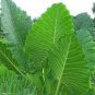 20 PCS Seeds Alocasia Macrorrhiza Green Giant Taro Bonsai
