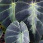 20 PCS Seeds Alocasia Macrorrhiza Green Giant Taro Bonsai