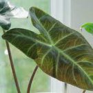 100 PCS Seeds Alocasia Zebrina Elephants Ear Seeds Bright Green Leaves Spot Stem