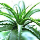 100 PCS Seeds Aloe Bonsai Succulent Plants Bonsai Rare Herbs Aloe Vera Queen Bonsai