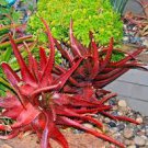 20 PCS Seeds Aloe Cameronii Red Aloe South African Succulent 20 PCS Seeds Aloe Cameronii Red Aloe South African Succulent