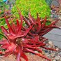 20 PCS Seeds Aloe Cameronii Red Aloe South African Succulent