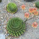 200 PCS Seeds Aloe polyphylla Pillans Bonsai Rare Spiral Aloe Flower