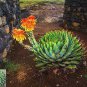 200 PCS Seeds Aloe polyphylla Pillans Bonsai Rare Spiral Aloe Flower