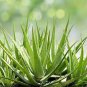 200 PCS Seeds Aloe Seeds Houseplants Succulent Aloe Vera Green Color