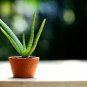 200 PCS Seeds Aloe Seeds Houseplants Succulent Aloe Vera Green Color