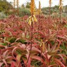 2 PCS Seeds ALOE vanbalenii