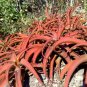 2 PCS Seeds ALOE vanbalenii