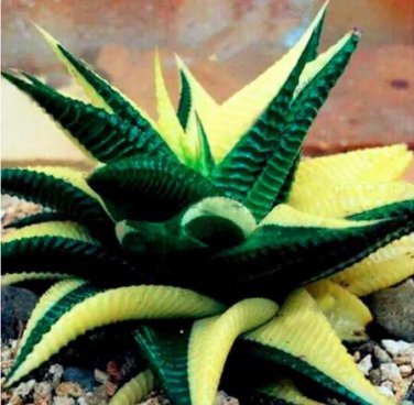 100 PCS Seeds Aloe Vera Seeds , Beauty Edible Cosmetic Bonsai Plants