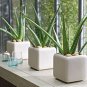 100 PCS Seeds Aloe Vera Seeds , Beauty Edible Cosmetic Bonsai Plants