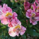 100 PCS Seeds Alstroemeria Bonsai Peruvian Lily Alstroemeria Inca Bandit