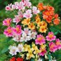 100 PCS Seeds Alstroemeria Bonsai Peruvian Lily Alstroemeria Inca Bandit