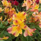 200 PCS Seeds Alstroemeria Peruvian Lily 200 PCS Seeds Alstroemeria Peruvian Lily