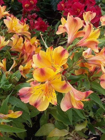 200 PCS Seeds Alstroemeria Peruvian Lily