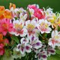 200 PCS Seeds Alstroemeria Peruvian Lily