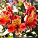 100 PCS Seeds Alstroemeria Peruvian Lily Alstroemeria Inca Bandit- Princess lily bonsai 100 PCS Seeds Alstroemeria Peruvian Lily Alstroemeria Inca Bandit- Princess lily bonsai