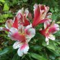 100 PCS Seeds Alstroemeria Peruvian Lily Alstroemeria Inca Bandit- Princess lily bonsai