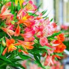 100 PCS Seeds Alstroemeria seeds Peruvian Lily Alstroemeria Inca Bandit Princess lily