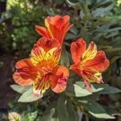 100 PCS Seeds Alstroemeria seeds Peruvian Lily Alstroemeria Inca Bandit Princess lily
