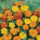 30 PCS Seeds Alumia Mix French Marigold